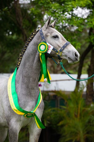 Cavalo mais caro que Ferrari vence três categorias em exposição de Belo  Horizonte, Minas Gerais