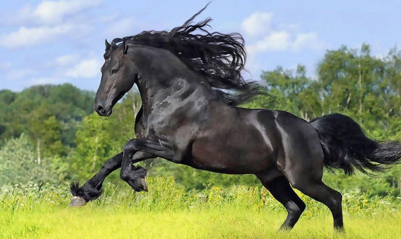 Cavalos Friesian