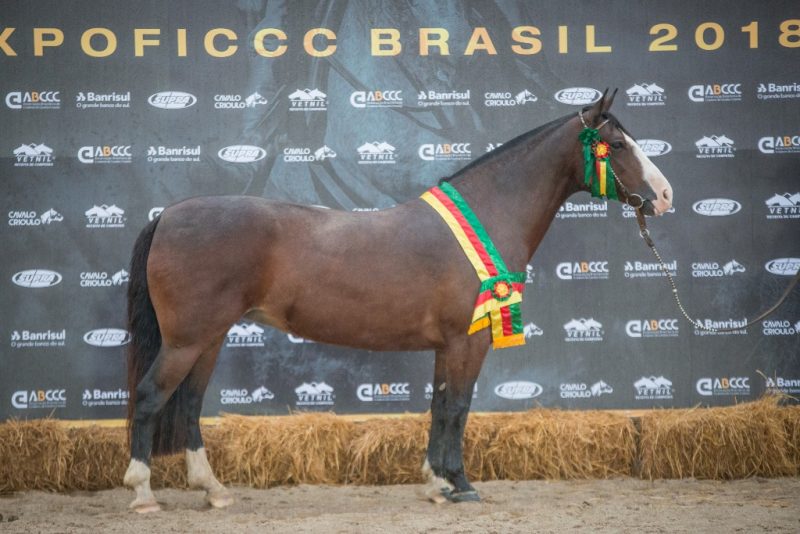 Primeira loja urbana da Decathlon é na PAULISTA (SP), TINHA hipismo lá  Notícias antigas, arquivo até 2019