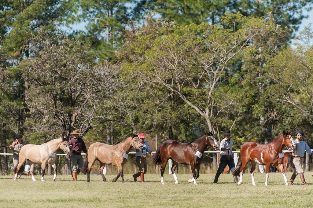 Região que vem registrando crescimento no número de usuários do Cavalo Crioulo recebe exposição que seleciona animais para a Expointer