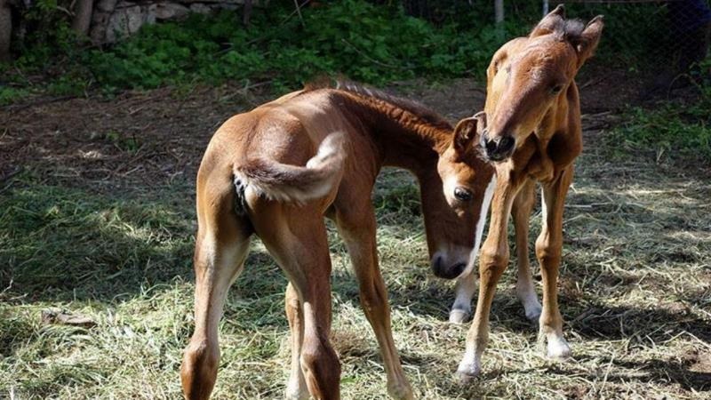 Égua lusitana dá à luz potros gémeos