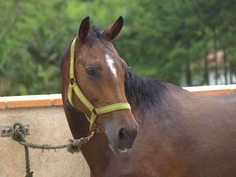 Expressões do cavalo, Formosa Itapuã