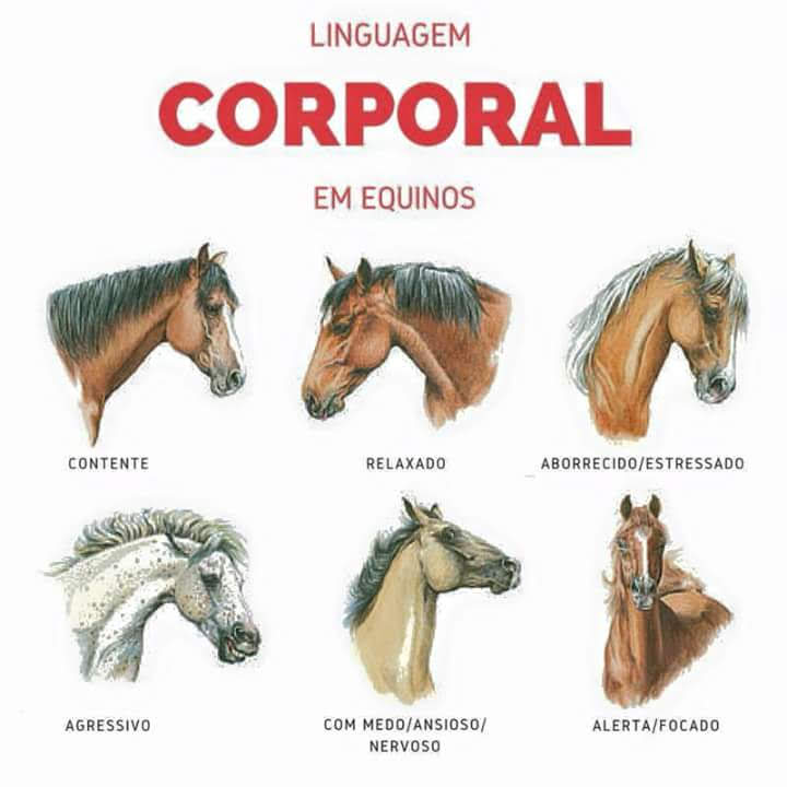 Sinais na face dos cavalos – Hipismo&Co