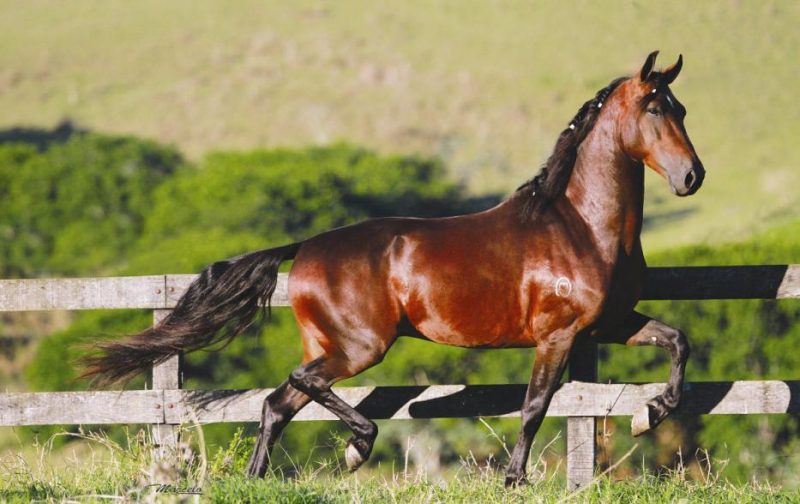 Cavalo Mangalarga Marchador (1)