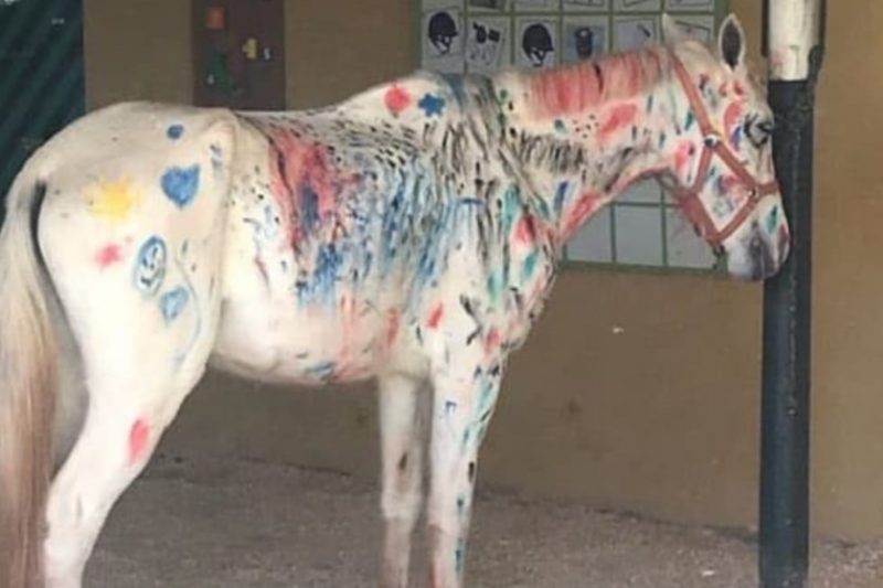 Cavalo pintado por crianças, fonte Facebook
