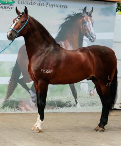 Lúcido da Figueira vale R$ 5 milhões e é o cavalo mais caro da Exposição Mangalarga Marchador, em BH, Foto Aladim Zenith