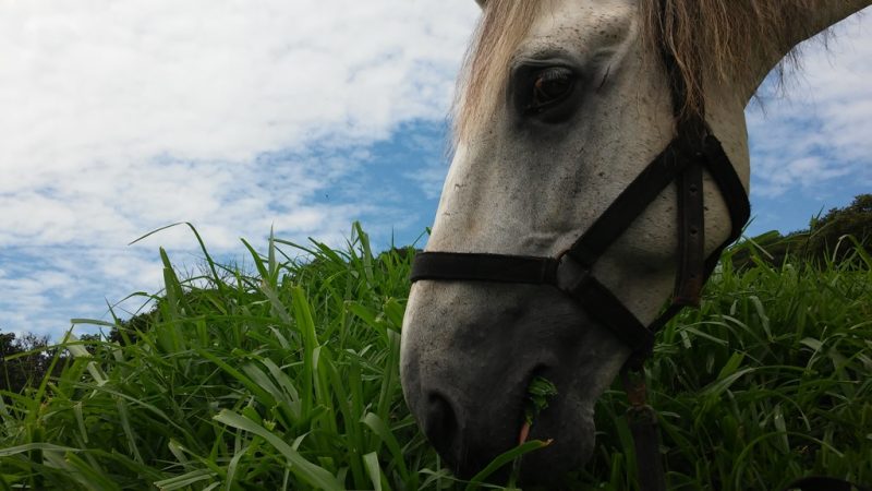 Cavalos com alimentação inadequada estão mais propensos às doenças