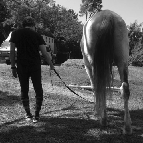 O papel do cavalo no tratamento da depressão, foto by MAV
