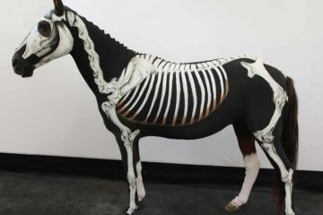 Roupas de cavalo ajudam a ensinar anatomia equina