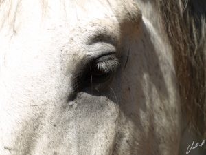 A maioria dos cavalos idosos tem problemas oculares