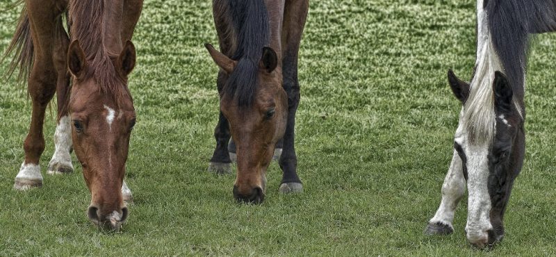 Conheça mais sobre a Guabi Nutrição e Saúde Animal - Manejo de Cavalos