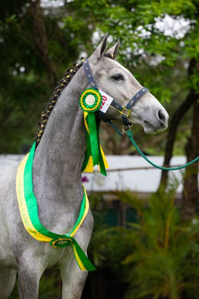 XIII Festival Nacional do Cavalo BH premia os vencedores da exposição nacional