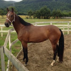 Criação de cavalos cresce em SP, Formosa Itapuã