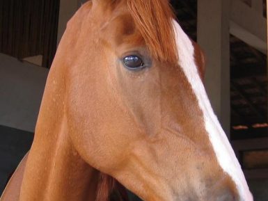 Estudo: Cavalos Podem Sorrir … da Maneira Própria