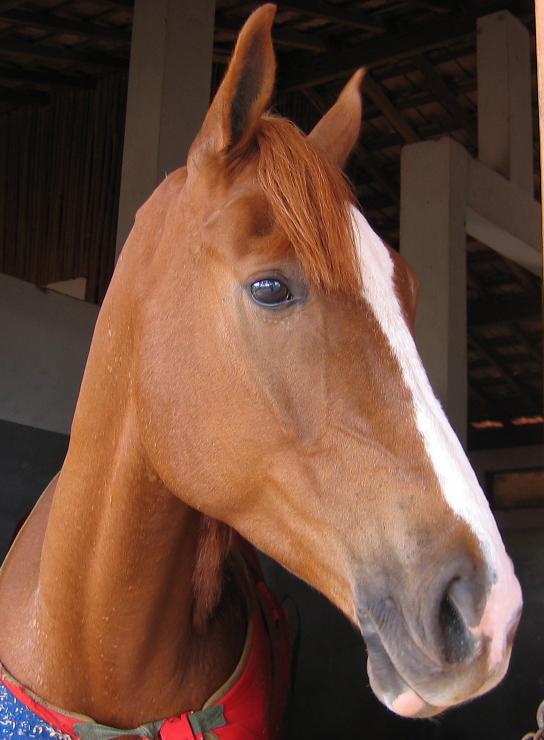 Cavalos Podem Sorrir ... da Maneira Própria, foto Biscoito TMV