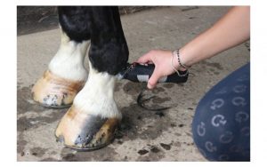 FEI proíbe tosquiar pernas do cavalo durante concursos, fonte Equisport