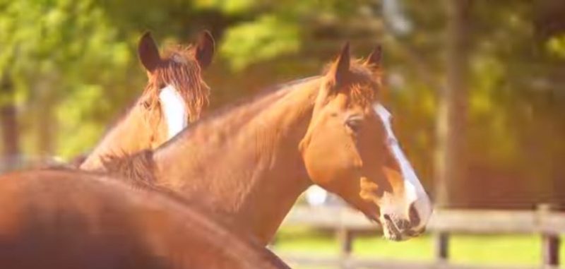 Programa Cavalos Crioulos de 07-04-2019