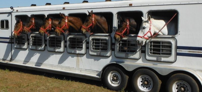 Transporte de cavalos (1)
