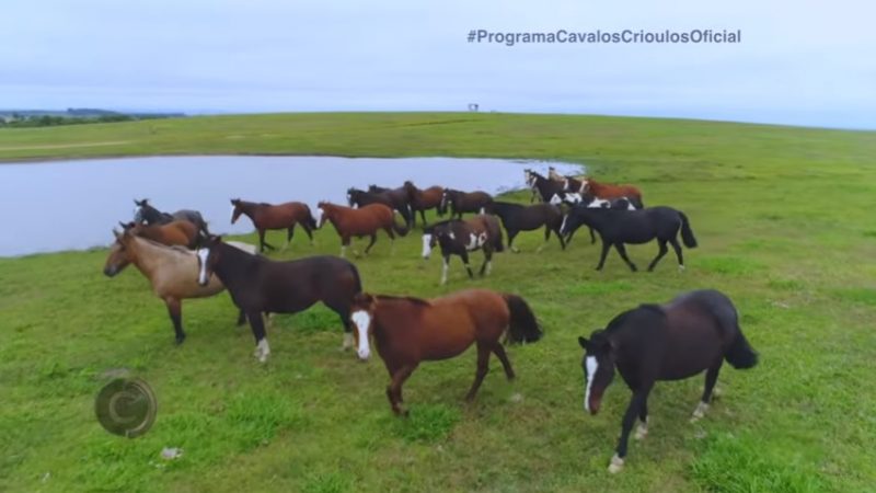 Programa Cavalos Crioulos de 23-06-2019