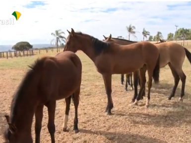 Agro Nacional mostra a história do cavalo Mangalarga Marchador