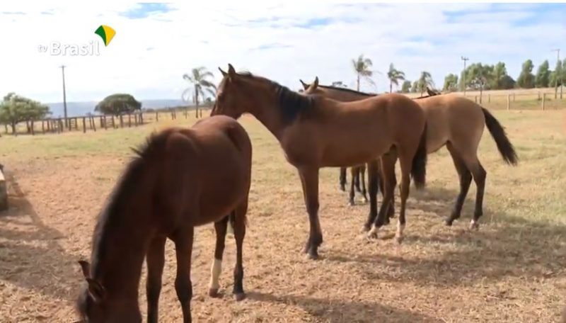 Agro Nacional mostra a história do cavalo Mangalarga Marchador