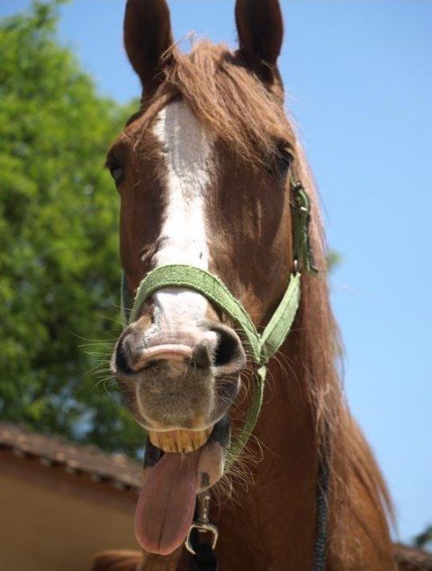 Novas pesquisas revelaram que os cavalos, de fato, tentam se comunicar intencionalmente conosco para atingir certos objetivos.