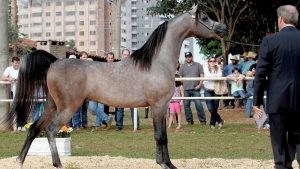 Indaiatuba sedia exposição nacional de cavalos árabes