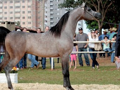 Indaiatuba sedia exposição nacional de cavalos árabes com programação infantil; entrada é gratuita