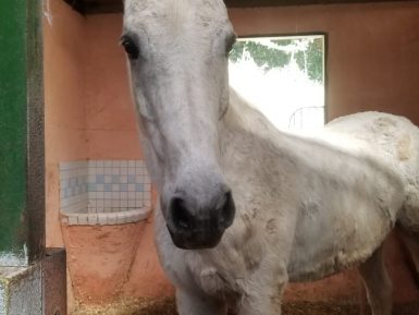 Bessame muccho – Cavalo para enduro/CCE/salto, à venda