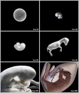 Desenvolvimento embrionário do potro