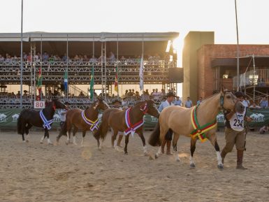 Nacional da Morfologia terá mais de 200 Cavalos Crioulos na Expointer