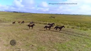 Programa Cavalos Crioulos 11 de agosto