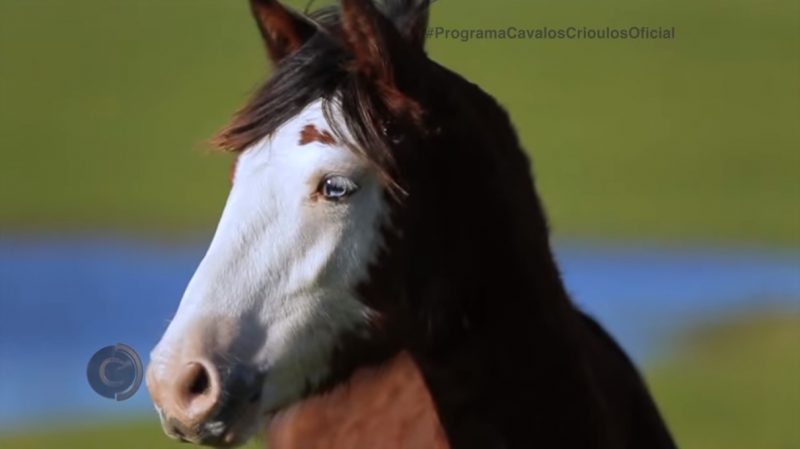 Programa Cavalos Crioulos 25-28-2019