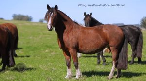 Programa Cavalos Crioulos Oficial de 18-08-2019
