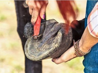 Cavalos sem ferradura: os fatos sobre os pés descalços