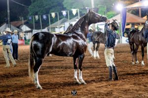 Diamante do Gadu foi eleito Grande Campeão Nacional Cavalo, foto Márcio Mitsuishi