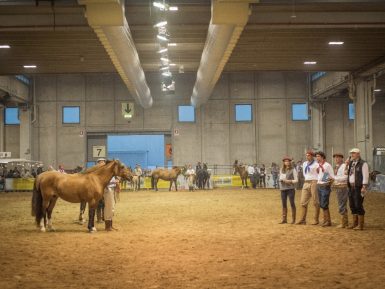 Freio da Europa apresentará potencial do Cavalo Crioulo em feira italiana