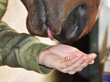 Deleites do cavalo: Manuseie com cuidado