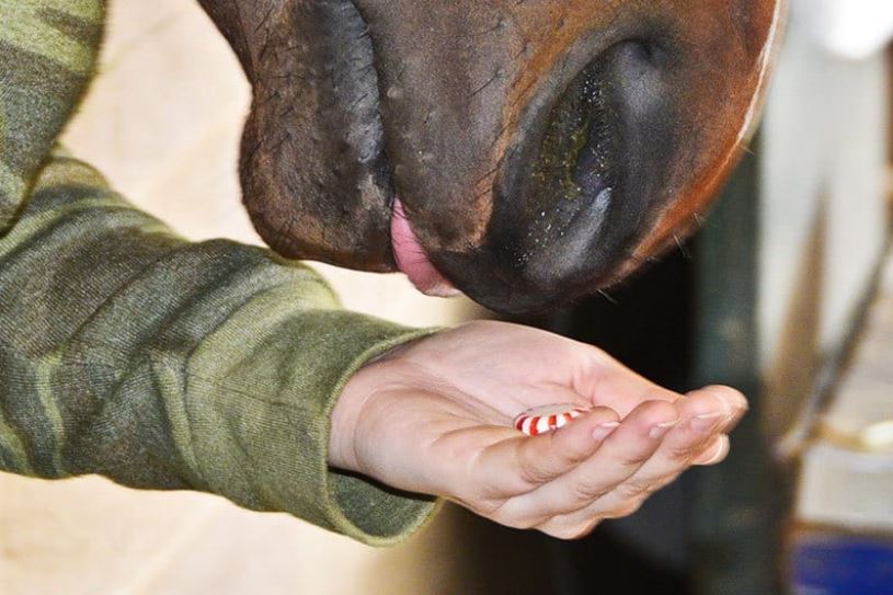 Alimentação guloseimas para os cavalos