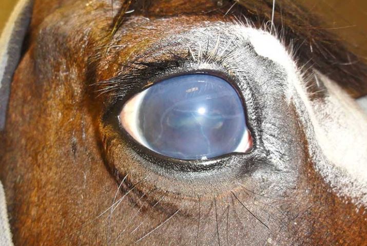 Como lidar com a perda da visão dos cavalos