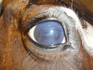 Lidar com a deterioração da visão em cavalos